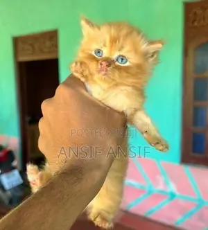 Persian Cat