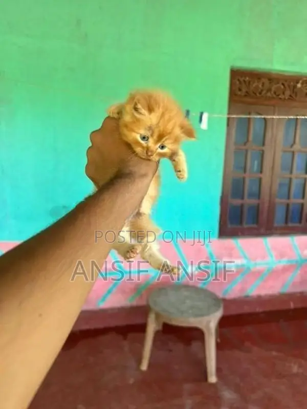 Persian Cat