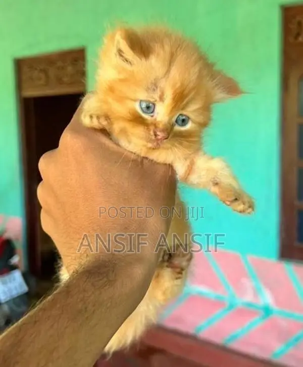 Persian Cat