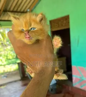 Persian Cat