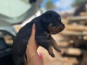 Rottweiler Puppy