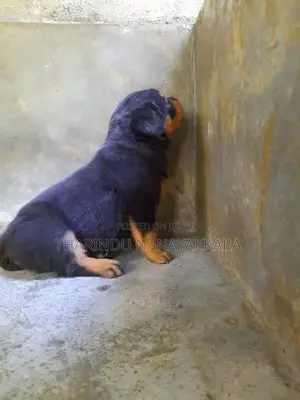 Rottweiler Puppy