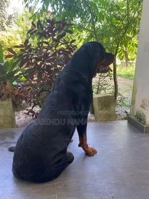 Rottweiler Puppy