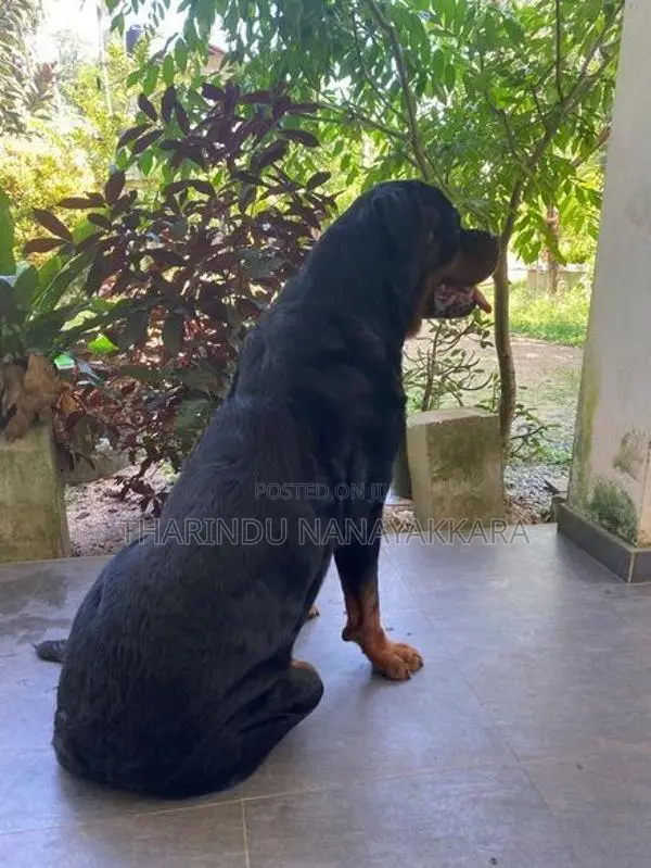Rottweiler Puppy