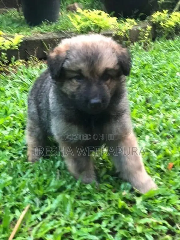 German Shepherd