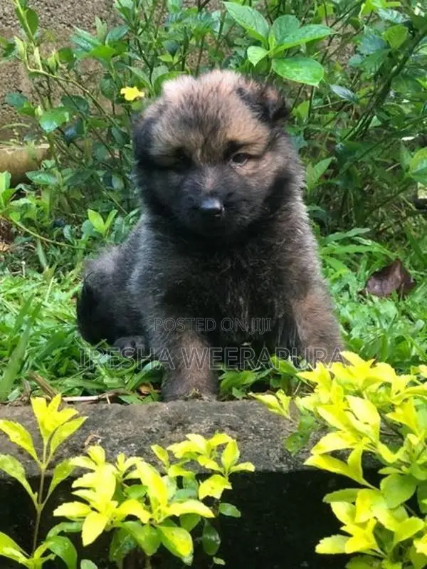 German Shepherd
