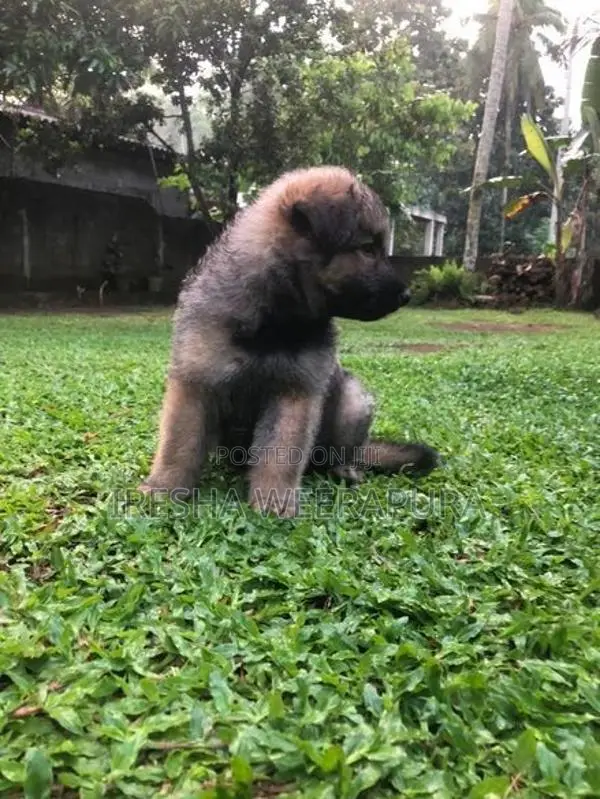 German Shepherd
