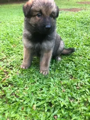 German Shepherd