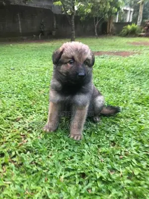 German Shepherd