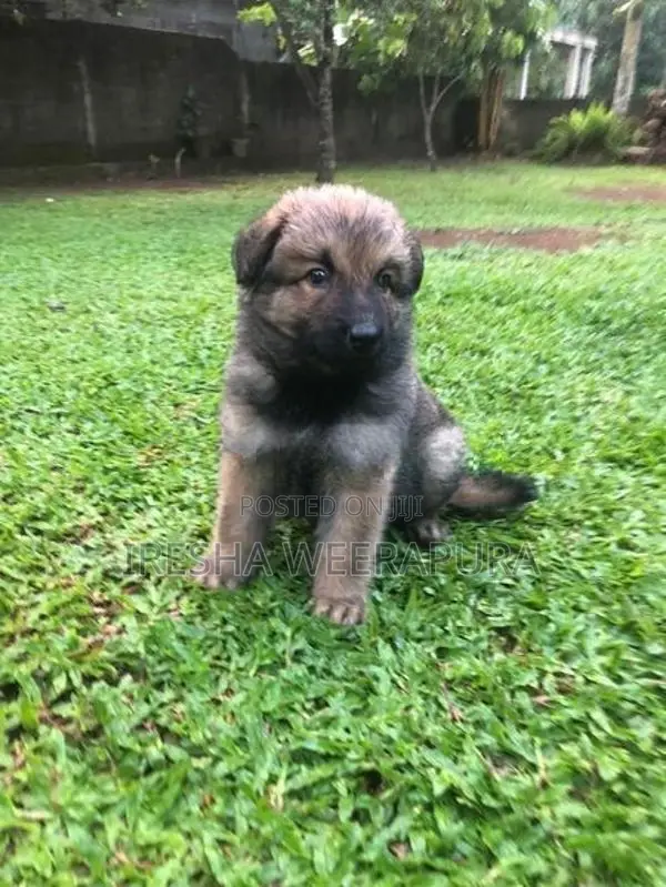 German Shepherd