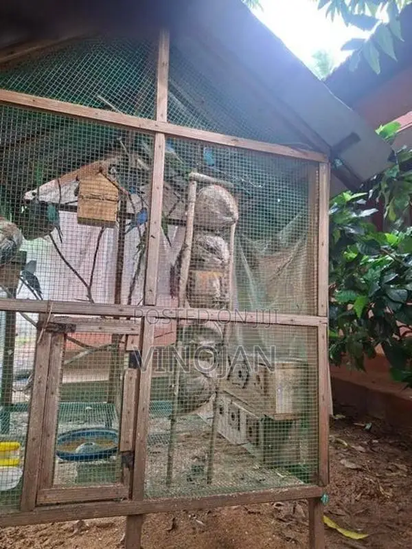 Lovebirds