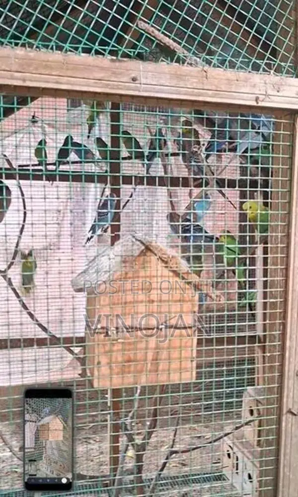 Lovebirds