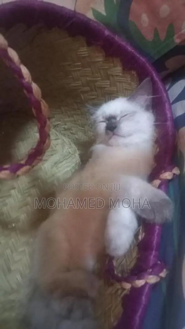 Himalayan Cat