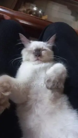 Himalayan Cat