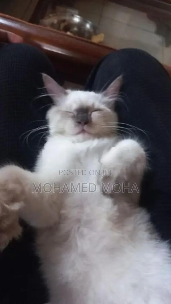 Himalayan Cat