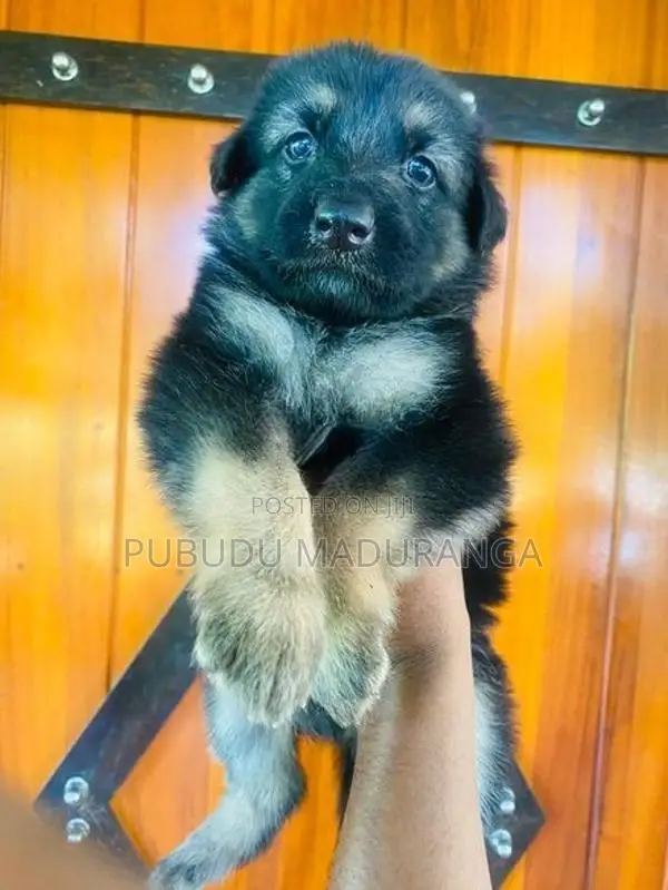 German Shepherd Female Puppies