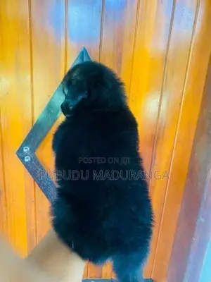 German Shepherd Female Puppies