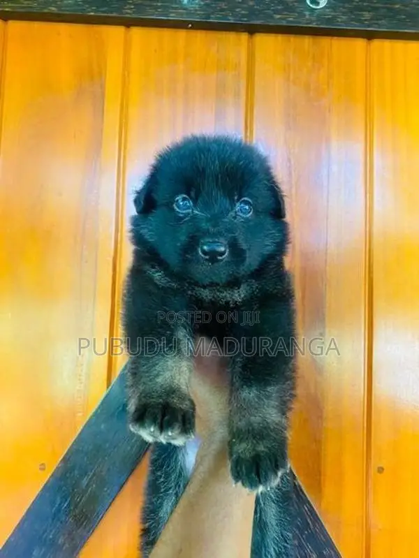 German Shepherd Female Puppies