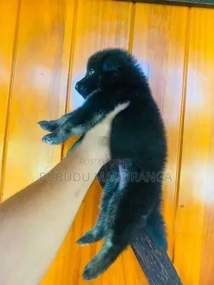 German Shepherd Female Puppies