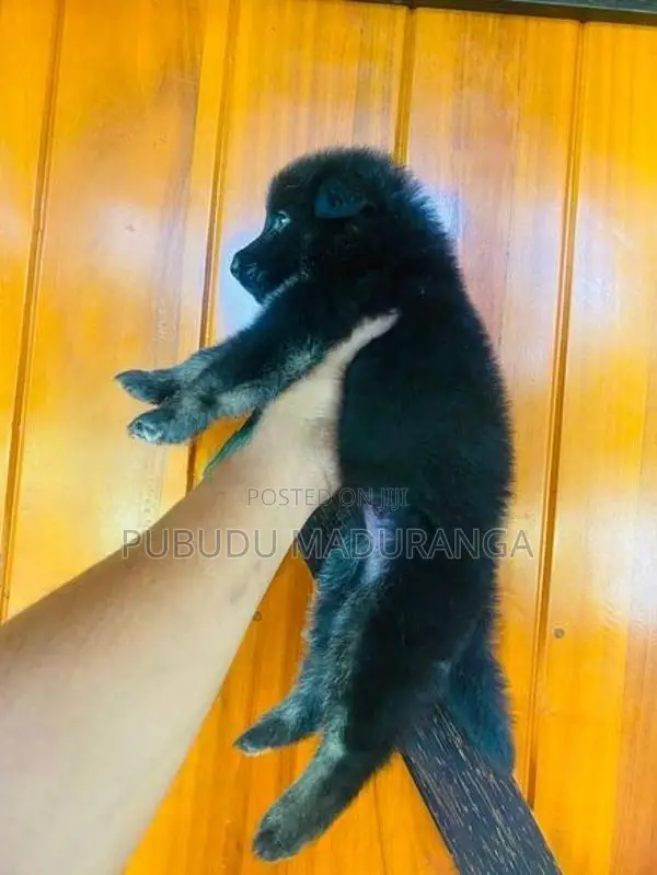 German Shepherd Female Puppies