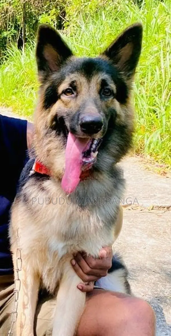 German Shepherd Female Puppies