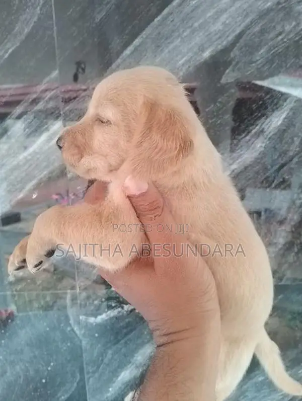 Cocker Spaniel Mix