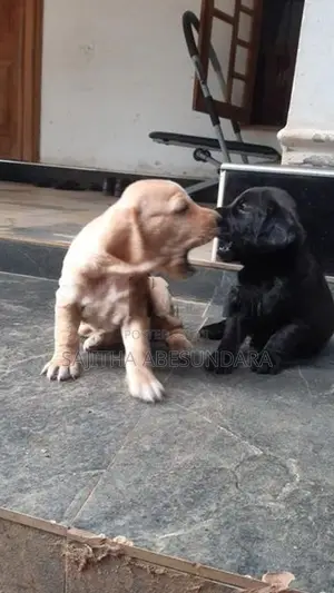 Cocker Spaniel Mix