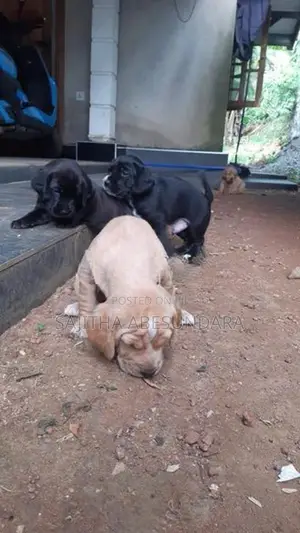 Cocker Spaniel Mix