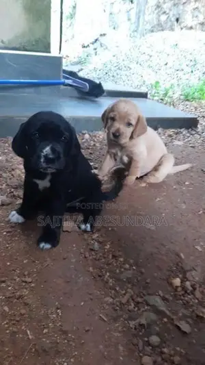 Cocker Spaniel Mix