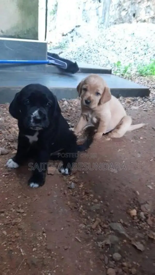 Cocker Spaniel Mix