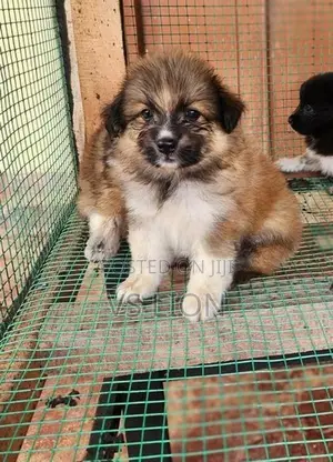Lion Pomeranian