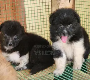Lion Pomeranian