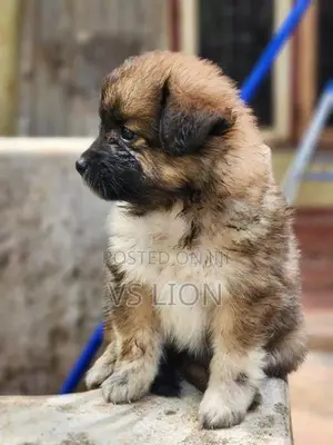 Lion Pomeranian
