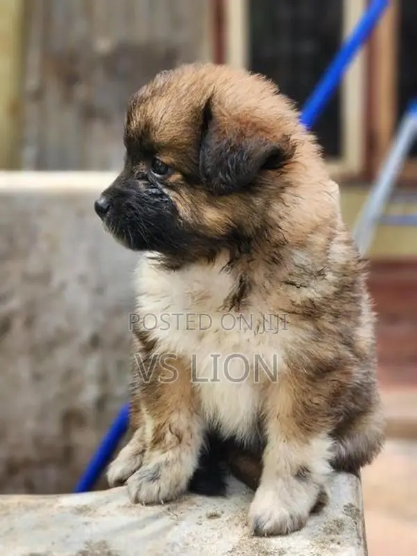 Lion Pomeranian