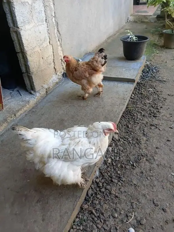 Brahma Hen