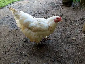 Brahma Hen
