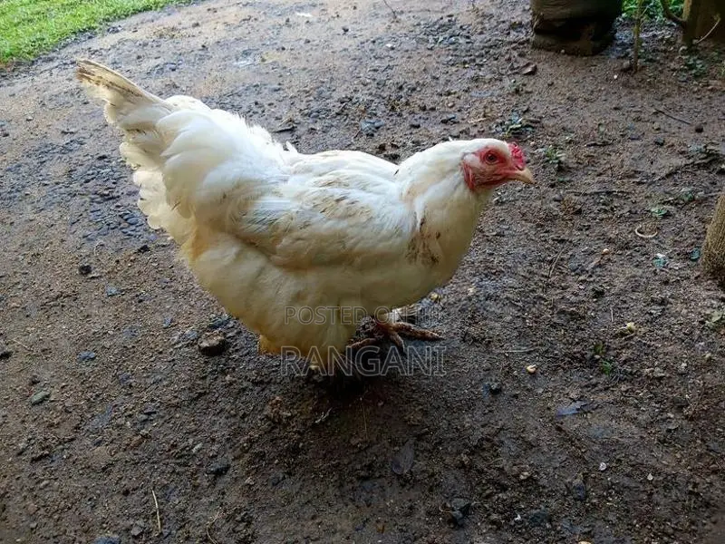 Brahma Hen