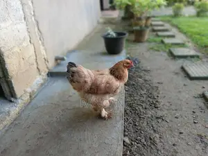 Brahma Hen