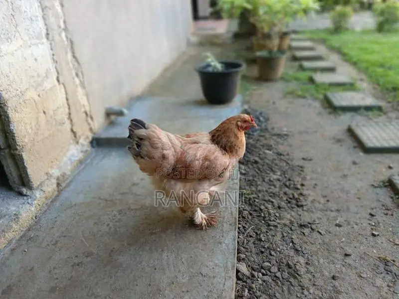 Brahma Hen