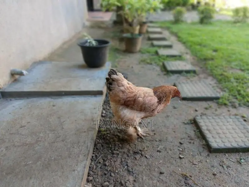 Brahma Hen