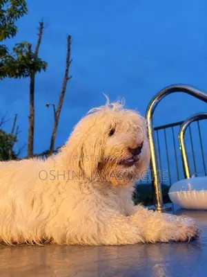 Terrier Puppies
