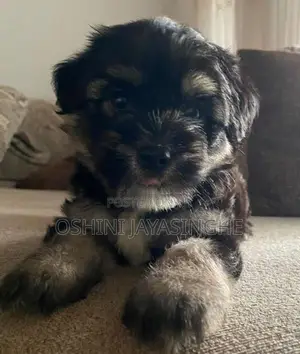 Terrier Puppies