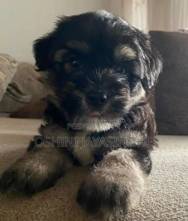 Terrier Puppies