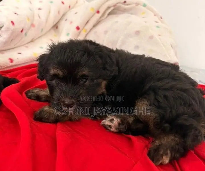 Terrier Puppies