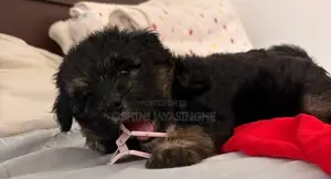 Terrier Puppies