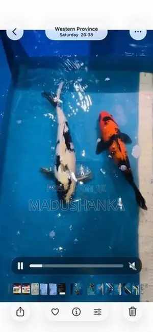 Japanese Koi