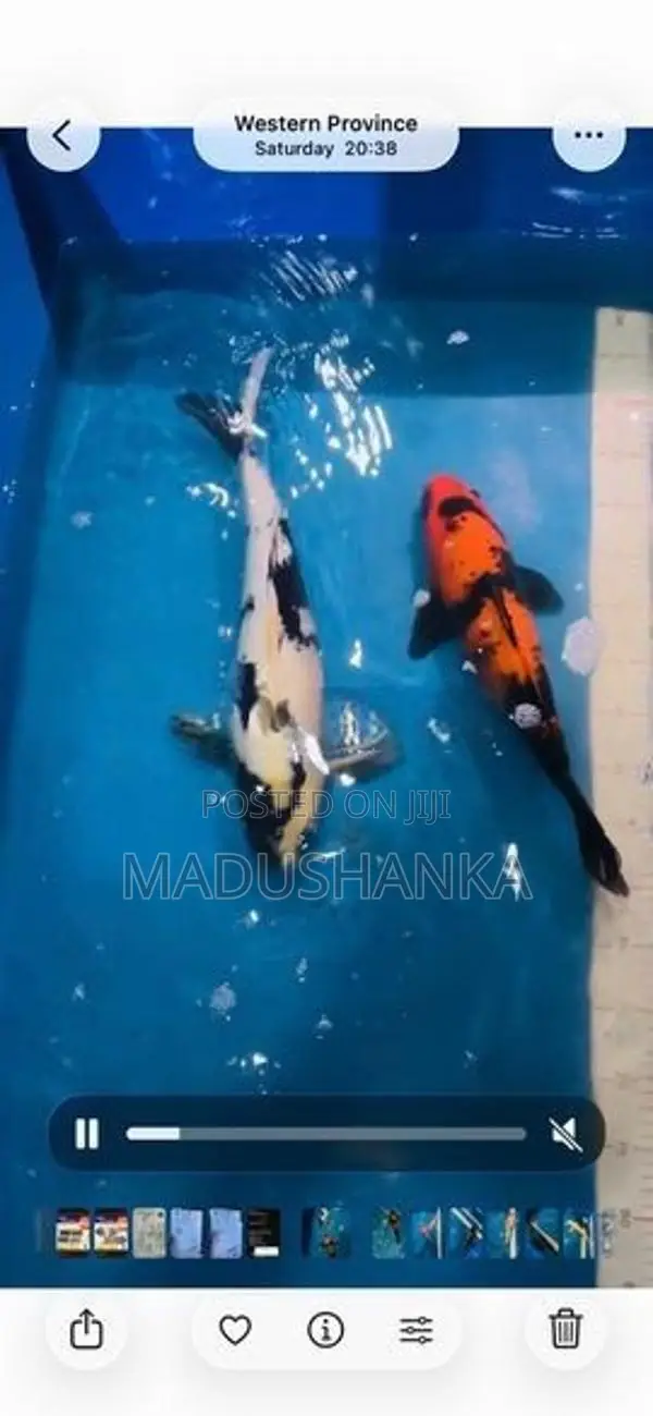 Japanese Koi