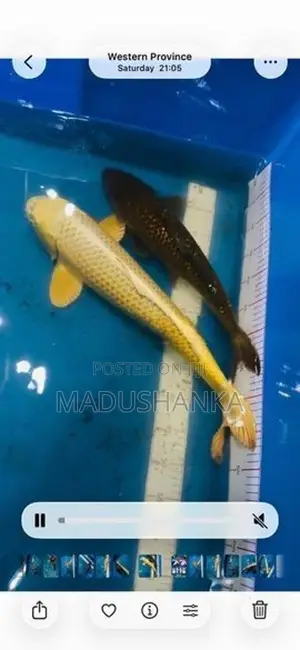 Japanese Koi