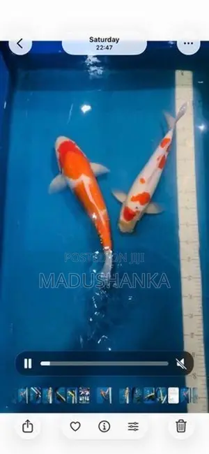 Japanese Koi