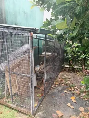 Cat Cage Ro Dog